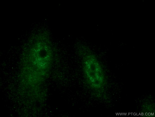 [16598-1-AP-150UL] HEXIM2 Polyclonal antibody