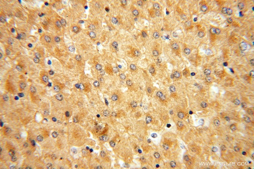 [16608-1-AP-150UL] APOF Polyclonal antibody