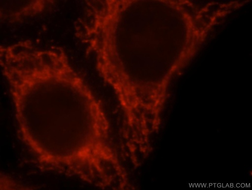 [16612-1-AP-20UL] BCL2L13 Polyclonal antibody