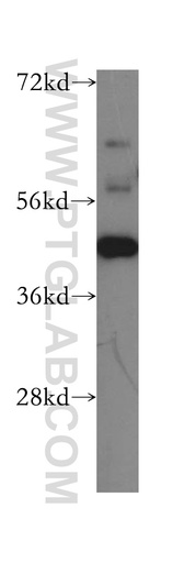 [16614-1-AP-150UL] USF2 Polyclonal antibody