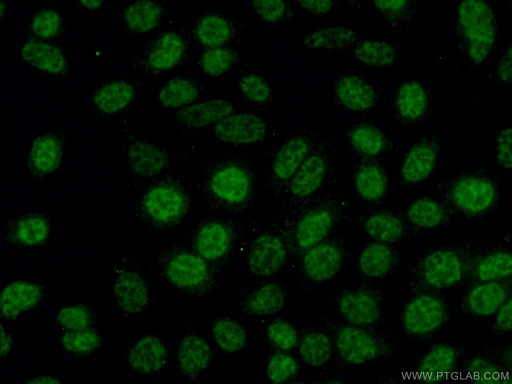 [16620-1-AP-20UL] INTS3 Polyclonal antibody