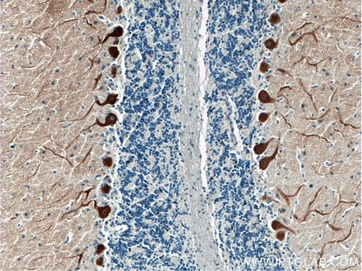 [16624-1-AP-20UL] HOMER3 Polyclonal antibody