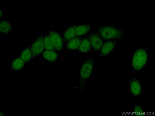 [16628-1-AP-20UL] COPS7A Polyclonal antibody