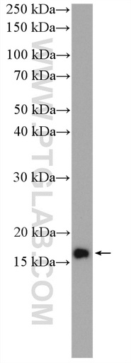 [16629-1-AP-20UL] RPL32 Polyclonal antibody