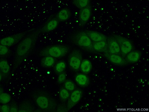 [16633-1-AP-20UL] RTF2 Polyclonal antibody
