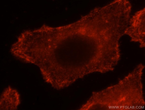 [16639-1-AP-20UL] EPLIN Polyclonal antibody