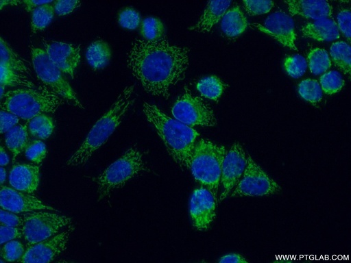 [16640-1-AP-20UL] NDUFA5 Polyclonal antibody