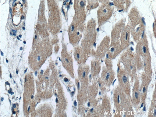 [16642-1-AP-20UL] OXSM Polyclonal antibody
