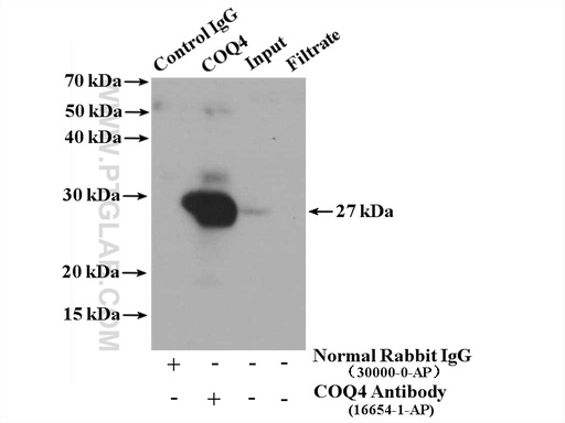[16654-1-AP-150UL] COQ4 Polyclonal antibody