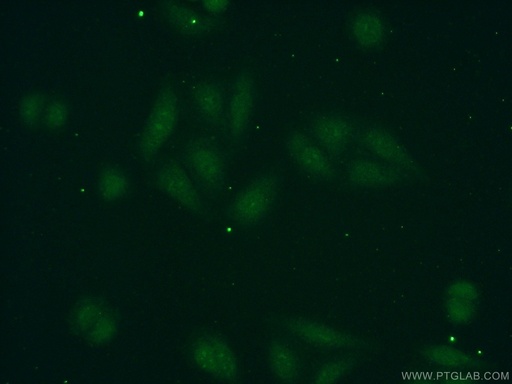 [16678-1-AP-150UL] POLR1D Polyclonal antibody