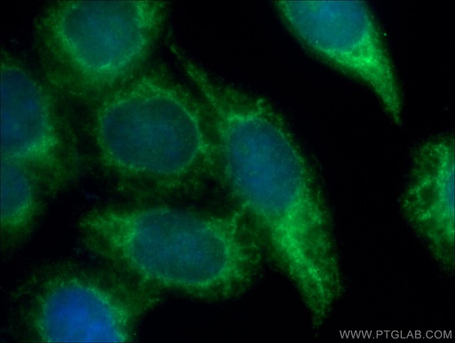 [16685-1-AP-20UL] CRK Polyclonal antibody