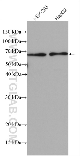 [16688-1-AP-20UL] ATL2 Polyclonal antibody