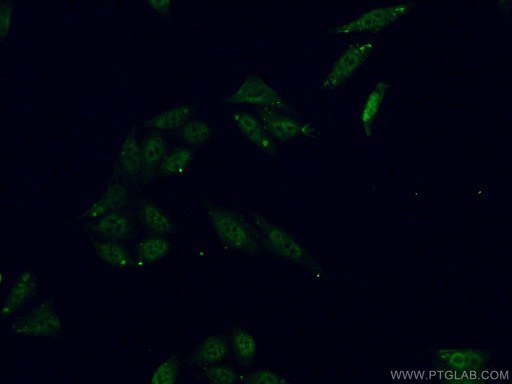[16690-1-AP-150UL] ALY Polyclonal antibody