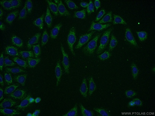 [16693-1-AP-150UL] KLHL14 Polyclonal antibody