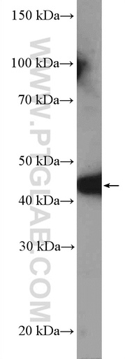 [16694-1-AP-150UL] MTRF1L Polyclonal antibody