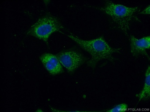 [16696-1-AP-20UL] CA13 Polyclonal antibody