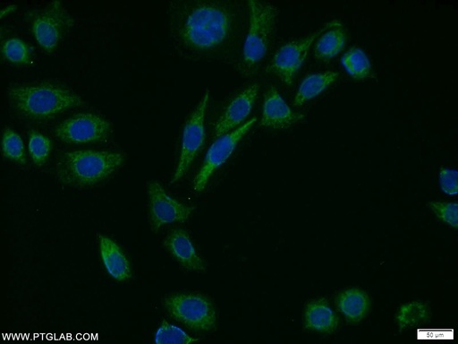 [16705-1-AP-150UL] MTH1 Polyclonal antibody