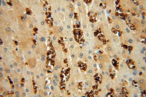 [16706-1-AP-150UL] HBQ1 Polyclonal antibody