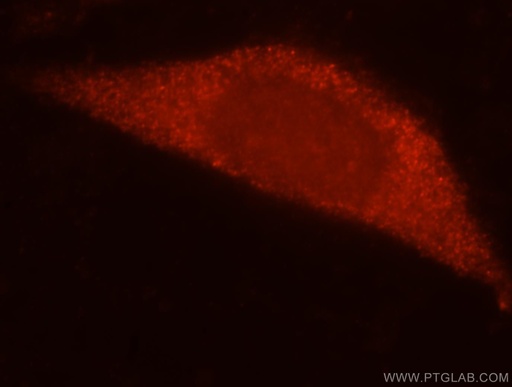 [16707-1-AP-20UL] RPL7L1 Polyclonal antibody