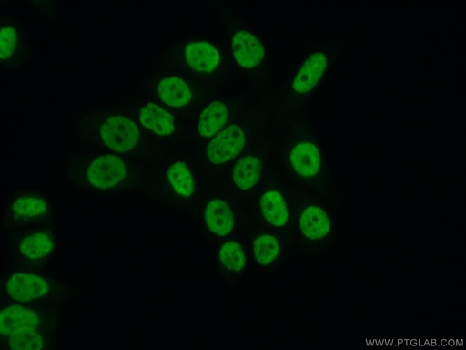 [16714-1-AP-20UL] PSPC1 Polyclonal antibody