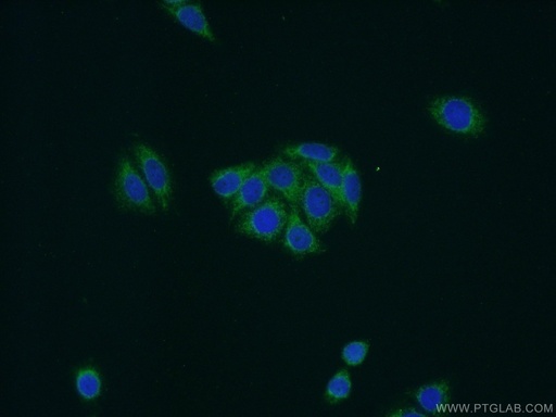 [16720-1-AP-20UL] NDUFB11 Polyclonal antibody