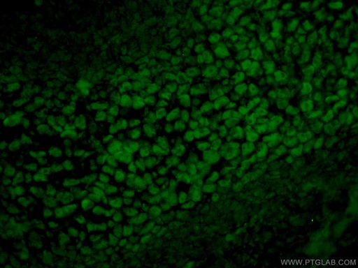 [16725-1-AP-20UL] SOX15 Polyclonal antibody