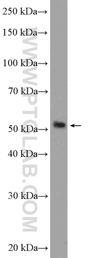 [16732-1-AP-150UL] RILPL1 Polyclonal antibody