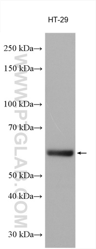 [16738-1-AP-150UL] BAIAP2L2 Polyclonal antibody