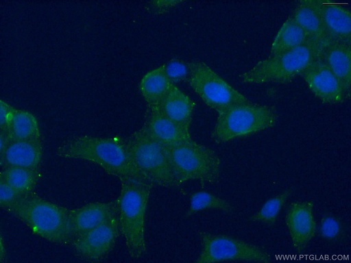 [16740-1-AP-20UL] RPL15 Polyclonal antibody