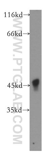 [16742-1-AP-20UL] ACAD8 Polyclonal antibody