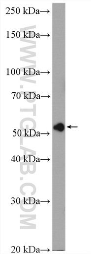 [16755-1-AP-150UL] RCC2 Polyclonal antibody