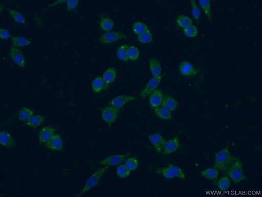 [16765-1-AP-20UL] IL-1 Alpha Polyclonal antibody