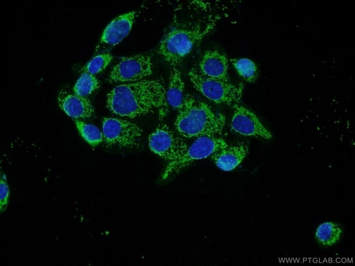 [16778-1-AP-20UL] RAB11FIP1 Polyclonal antibody