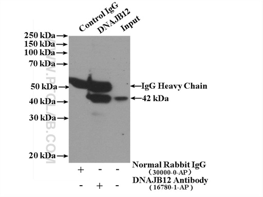 [16780-1-AP-150UL] DNAJB12 Polyclonal antibody