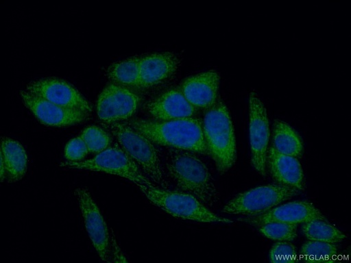 [16782-1-AP-150UL] THEM2 Polyclonal antibody