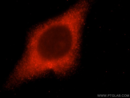 [16783-1-AP-20UL] LACTB2 Polyclonal antibody