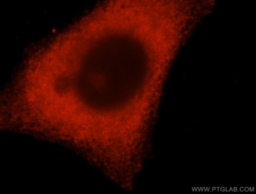 [16784-1-AP-20UL] DCTD Polyclonal antibody