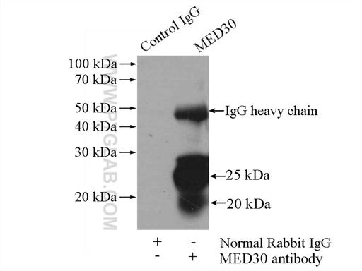 [16787-1-AP-20UL] MED30 Polyclonal antibody