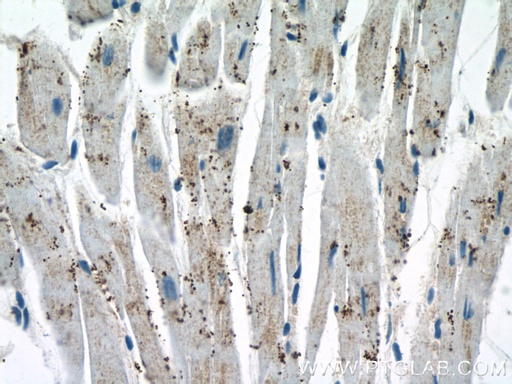 [16788-1-AP-150UL] GLOD4 Polyclonal antibody