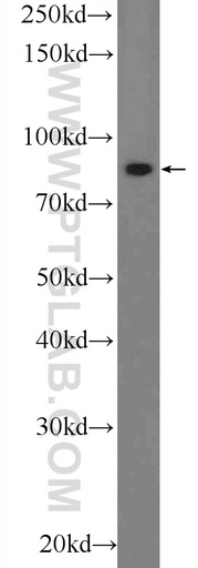 [16792-1-AP-150UL] PLCD3 Polyclonal antibody