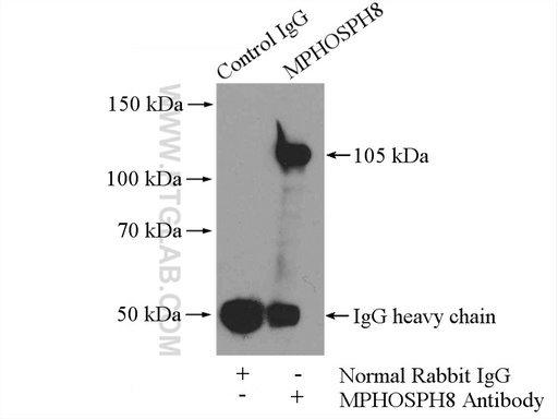 [16796-1-AP-150UL] MPP8 Polyclonal antibody