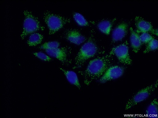 [16797-1-AP-20UL] LITAF Polyclonal antibody