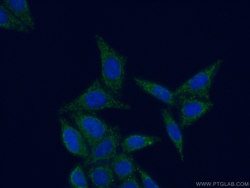[16800-1-AP-20UL] MRPL52 Polyclonal antibody