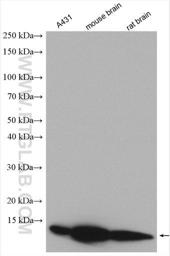 [16811-1-AP-150UL] DYNLL2 Polyclonal antibody