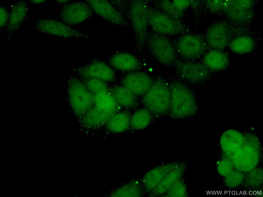 [16821-1-AP-20UL] SRF Polyclonal antibody