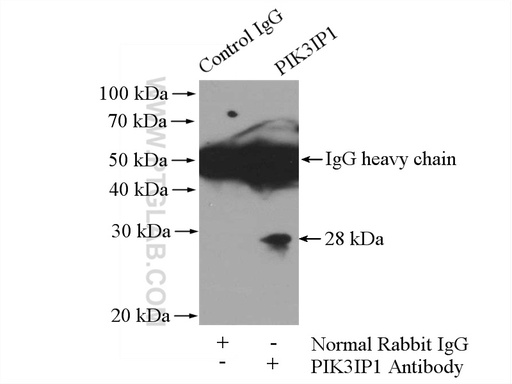[16826-1-AP-150UL] PIK3IP1 Polyclonal antibody