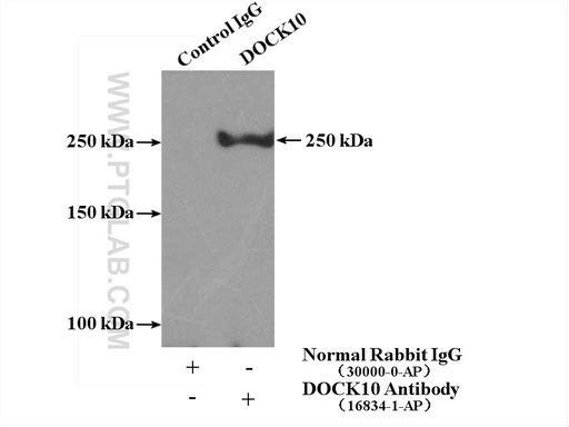 [16834-1-AP-150UL] DOCK10 Polyclonal antibody
