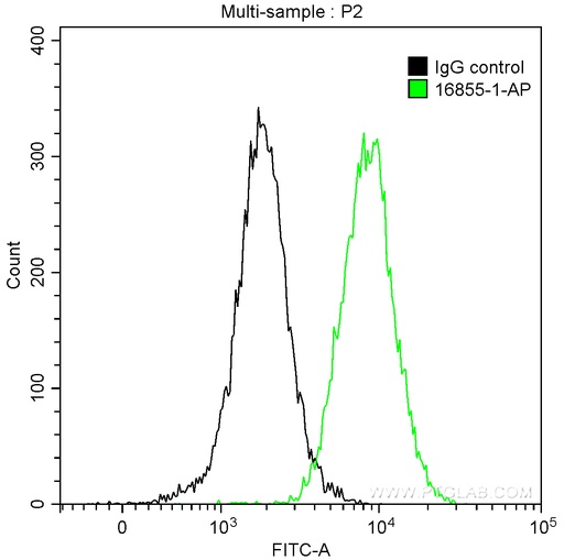 [16855-1-AP-20UL] Cytokeratin 10-specific Polyclonal antibody
