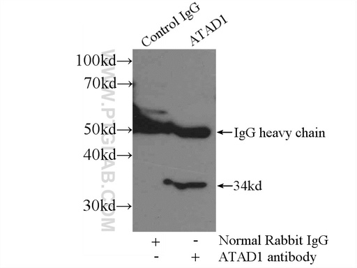 [16882-1-AP-20UL] ATAD1 Polyclonal antibody