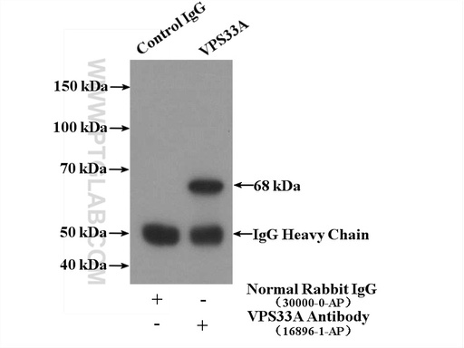 [16896-1-AP-150UL] VPS33A Polyclonal antibody